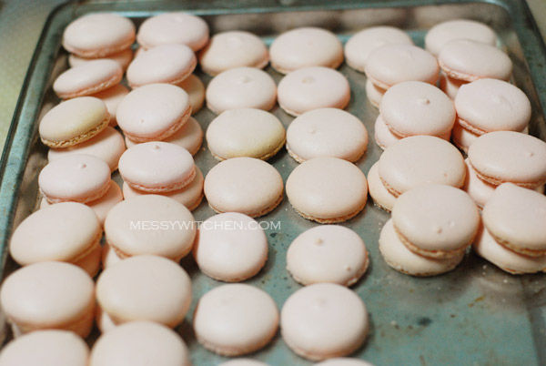 Macaron Shells
